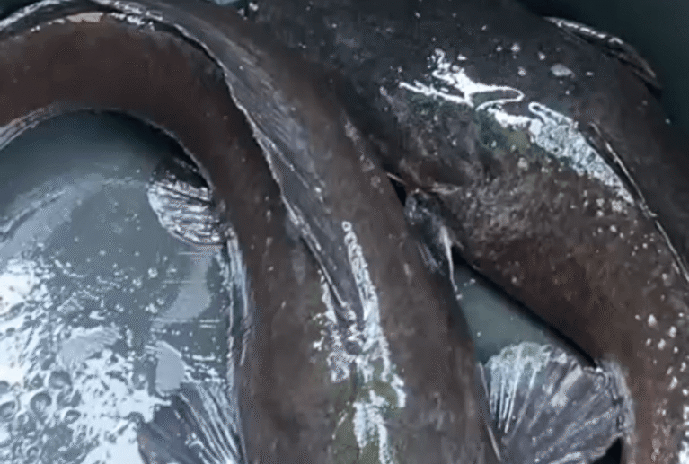 Quality market-ready catfish supplied for households, restaurants, retailers, and wholesale buyers.