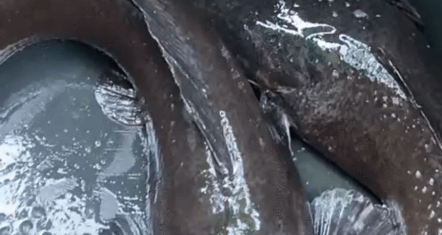 Quality market-ready catfish supplied for households, restaurants, retailers, and wholesale buyers.