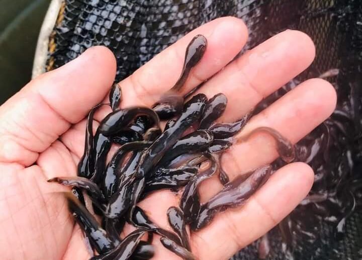 Fingerlings
