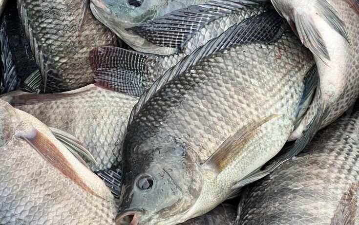 Nutritious, farm-raised tilapia carefully grown for excellent taste, freshness, and dependable quality for every customer.