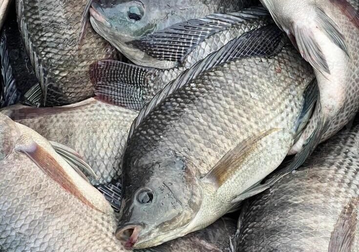 Nutritious, farm-raised tilapia carefully grown for excellent taste, freshness, and dependable quality for every customer.