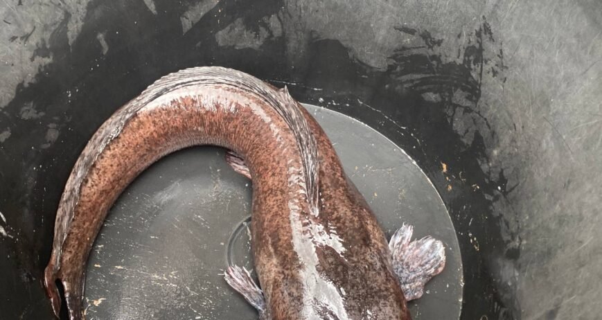 Catfish